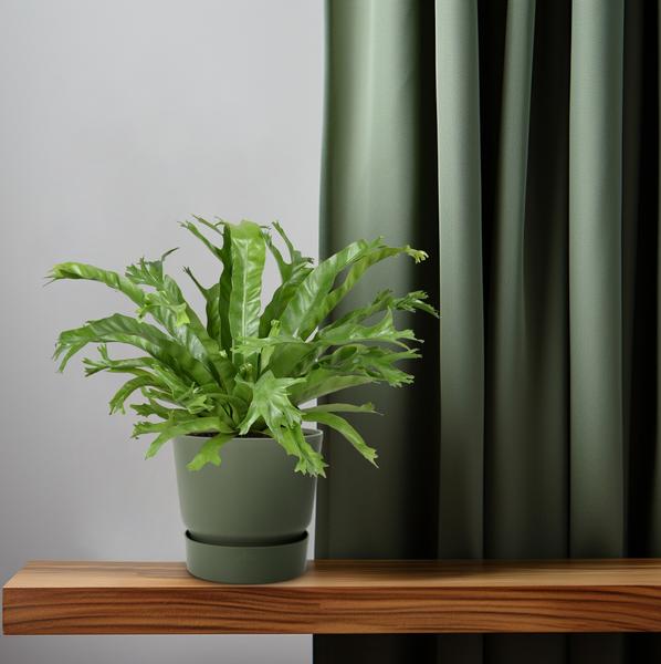 Asplenium nidus Crissie | Potmaat Ø17cm | Hoogte ↕40cm