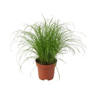 Cyperus Alternifolius Zumula | Potmaat Ø12cm | Hoogte ↕28cm