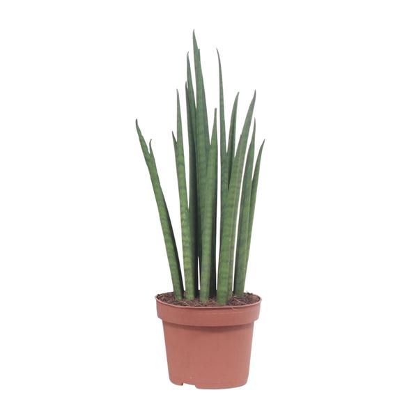 Sansevieria Mikado | Potmaat Ø12cm | Hoogte ↕40cm