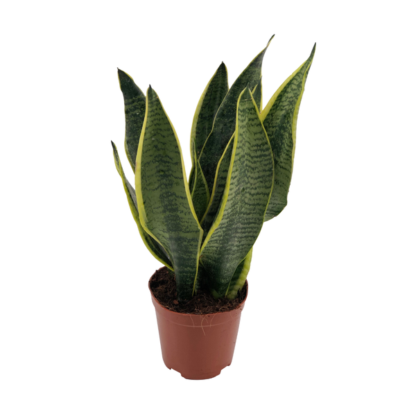 Sansevieria Superba | Potmaat Ø12cm | Hoogte ↕40cm