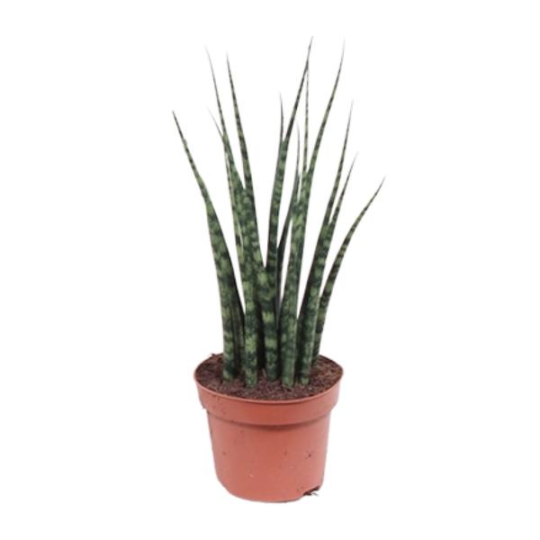 Sansevieria Fernwood Mikado | Potmaat Ø12cm | Hoogte ↕40cm