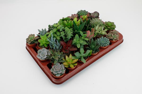 Succulent Mix - 30 stuks | Potmaat Ø5,5cm | Hoogte 7cm