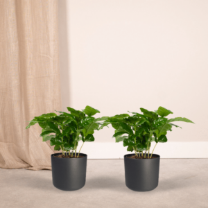 Coffea Arabica (Coffee Plant) | 2 stuks | Potmaat Ø12cm | Hoogte ↕25cm