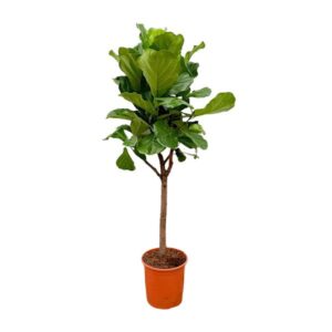 Ficus Lyrata Boom | Potmaat Ø30cm | Hoogte ↕180cm