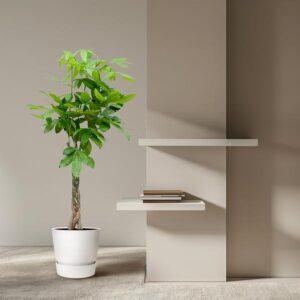 Pachira Aquatica | Potmaat Ø27cm | Hoogte ↕160cm