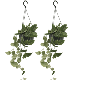 Scindapsus Pictus (Epipremnum) - 2 stuks | Potmaat Ø15cm | Hoogte ↕20cm