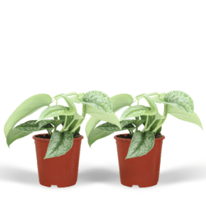 Scindapsus Pictus Trebie (Epipremnum) - 2 stuks | Potmaat Ø12cm | Hoogte ↕15cm