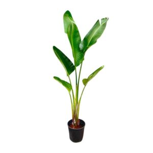 Strelitzia Augusta | Potmaat Ø30cm | Hoogte ↕210cm