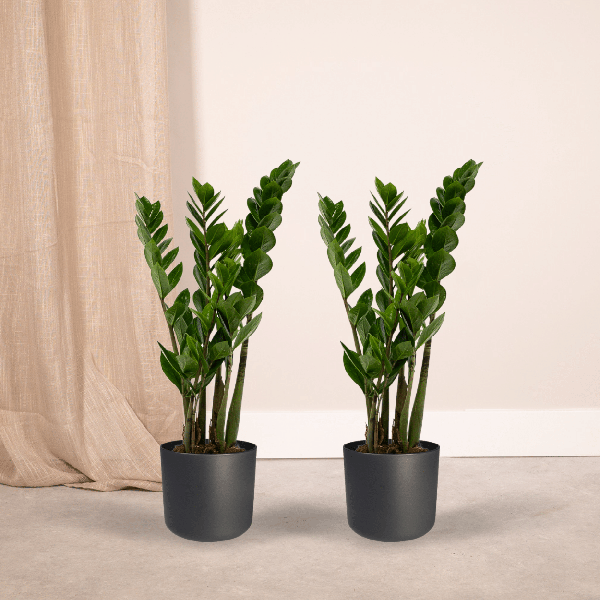 2x Zamioculcas Zamiifolia | Emerald Palm | Potmaat Ø14cm | Hoogte ↕50cm