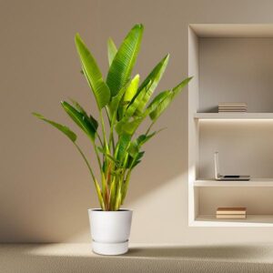 Strelitzia Augusta multi stem XXL | Potmaat Ø40cm | Hoogte ↕225cm