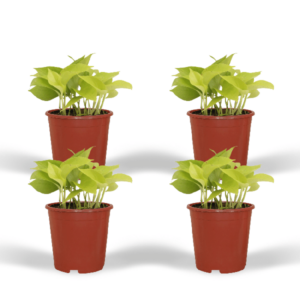 Epipremnum Golden Pothos (Scindapsus) | 4 stuks | Potmaat Ø12cm | Hoogte ↕15cm