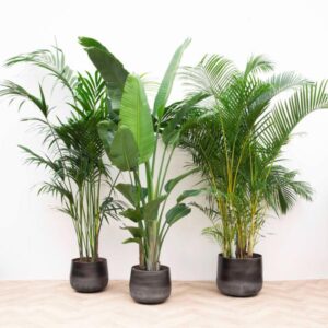 Kentia ↕200cm | Strelitzia Nicolai ↕225cm | Areca ↕200cm