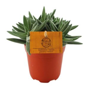 Crassula Tenelli | Potmaat Ø11cm | Hoogte ↕15cm
