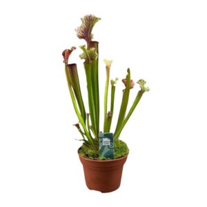 Sarracenia Judith Hindle | Potmaat Ø12cm | Hoogte ↕30cm