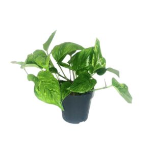 Scindapsus Pictus Trebie | Potmaat Ø12cm | Hoogte ↕20cm