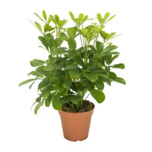 Schefflera Nora | Potmaat Ø13cm | Hoogte ↕35cm