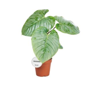 Philodendron Sodiroi | Potmaat Ø15cm | Hoogte ↕45cm