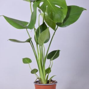 Monstera Deliciosa | Potmaat Ø14cm | Hoogte ↕55cm