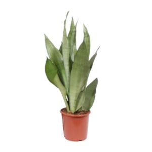 Sansevieria Moonshine | Potmaat Ø17cm | Hoogte ↕60cm