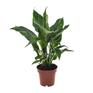 Spathiphyllum 'Diamond' | Potmaat Ø12cm | Hoogte ↕40cm