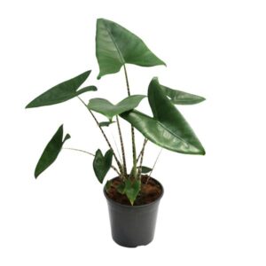 Alocasia Zebrina | Potmaat Ø21cm | Hoogte ↕80cm