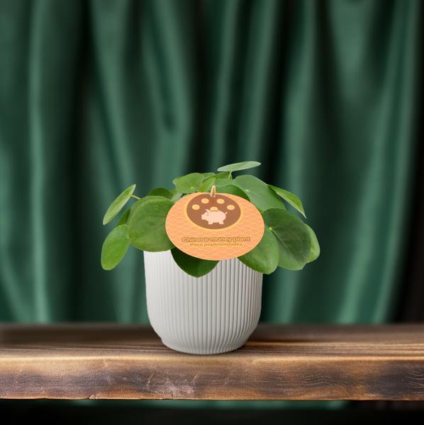 Pilea Peperomioides | Potmaat Ø12cm | Hoogte ↕20cm