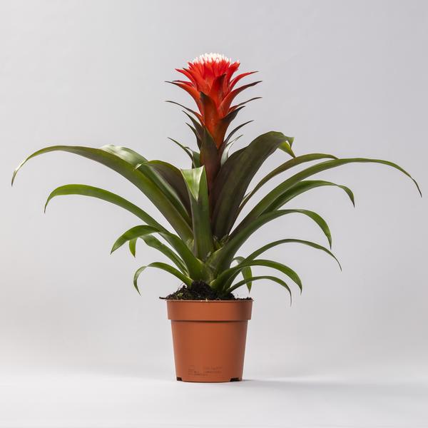 Guzmania Hope | Potmaat Ø12cm | Hoogte ↕40cm