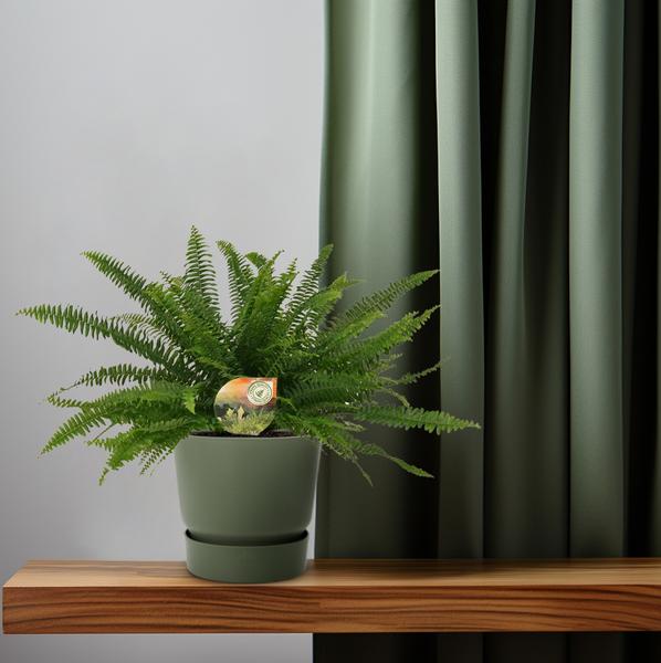 Nephrolepis 'Green Lady' | Potmaat Ø17cm | Hoogte ↕40cm