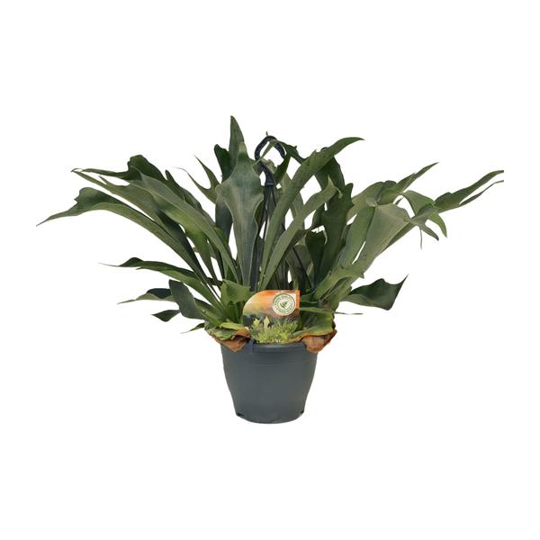 Platycerium Bifurcatum | Potmaat Ø21cm | Hoogte ↕50cm