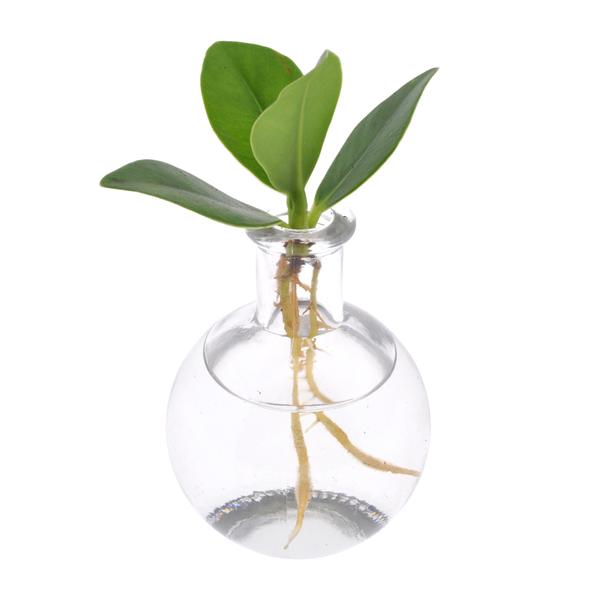 Clusia in Samoa Glas | Potmaat Ø5cm | Hoogte 10cm