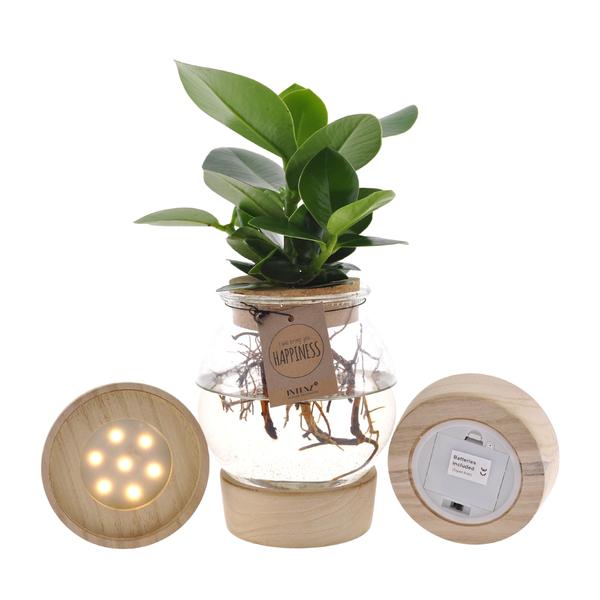 Clusia in Bolglas + Klikkurk + LED | Potmaat Ø12cm | Hoogte ↕30cm