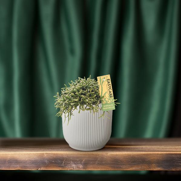 Rhipsalis Burchellii | Potmaat Ø12cm | Hoogte ↕20cm