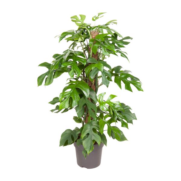Monstera Minima | Potmaat Ø19cm | Hoogte ↕80cm