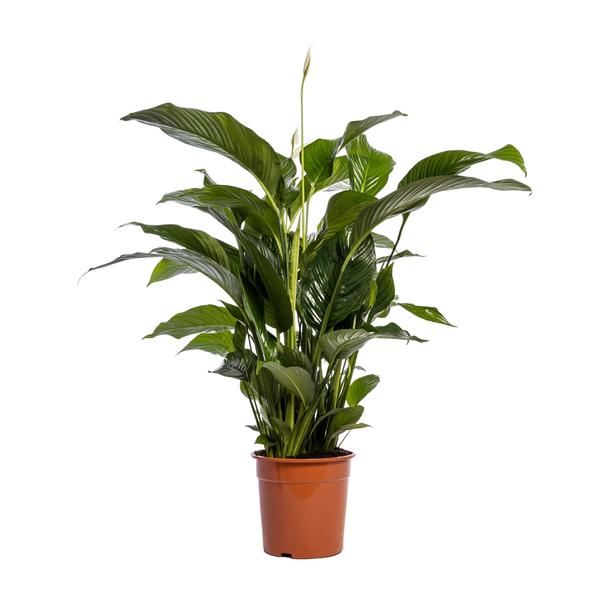 Spathiphyllum Bellini | Potmaat Ø24cm | Hoogte ↕100cm