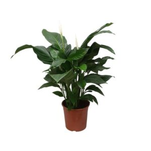 Spathiphyllum Sweet Silvana | Potmaat Ø24cm | Hoogte ↕80cm