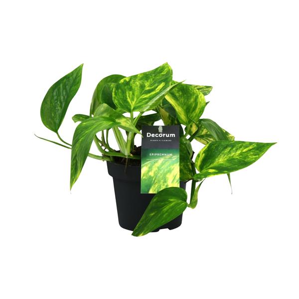 Scindapsus Epipremnum Pinnatum HiColor