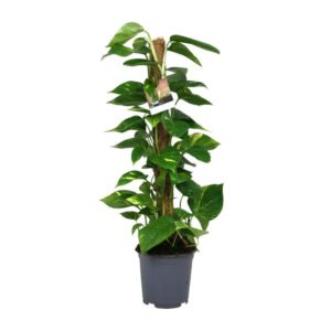 Scindapsus Epipremnum | Potmaat Ø19cm | Hoogte ↕80cm