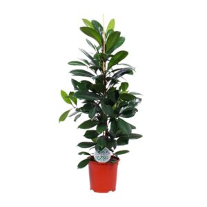 Ficus Cyathistipula | Potmaat Ø21cm | Hoogte 105cm
