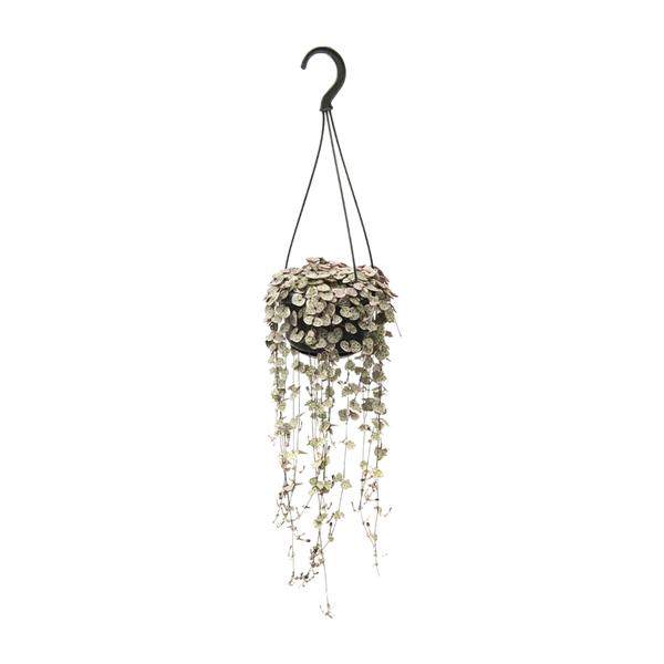 String of Hearts Variegata | Potmaat Ø14cm | Hoogte ↕38cm