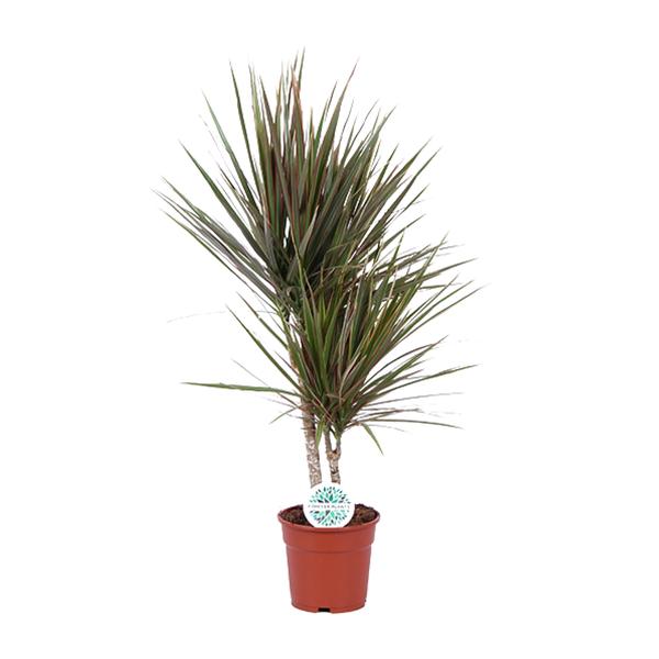 Dracaena bicolor | Potmaat Ø17cm | Hoogte ↕75cm