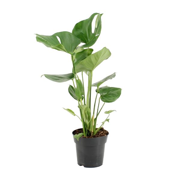 Monstera Deliciosa | Potmaat Ø17cm | Hoogte ↕60cm
