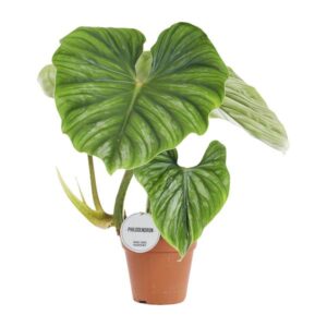 Philodendron Plowmanii | Potmaat Ø15cm | Hoogte ↕50cm