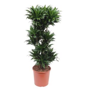 Dracaena Compacta | Potmaat Ø30cm | Hoogte ↕140cm