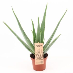 Aloe Vera | Potmaat Ø14cm | Hoogte ↕45cm