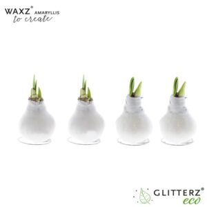 Amaryllis Waxz To Create wit | 4 stuks | Potmaat Ø7cm | Hoogte ↕15cm