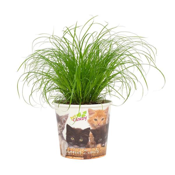 Cyperus Zumula 'Beker Pet Candy Kat' | Potmaat Ø12cm | Hoogte ↕23cm