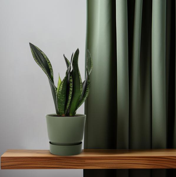 Sansevieria Whitney | Potmaat Ø12cm | Hoogte ↕27cm