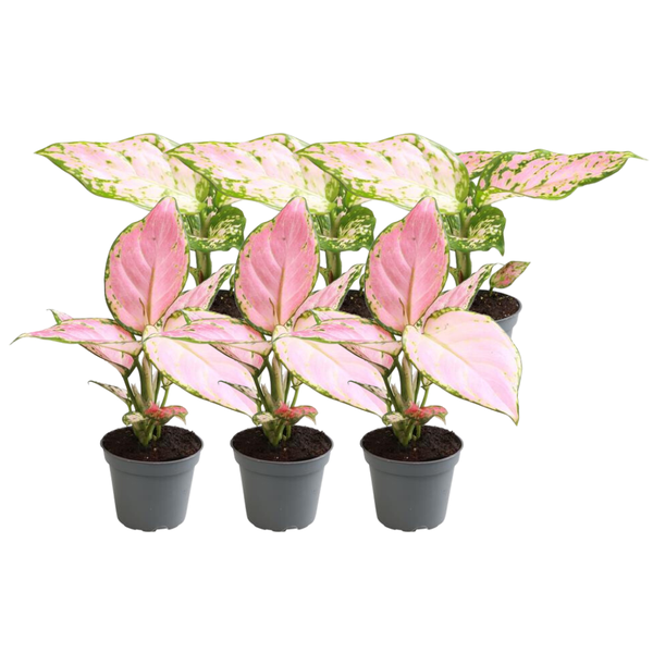 6x Aglaonema Mix | Potmaat Ø12cm | Hoogte ↕30-40cm