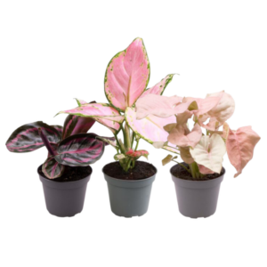 Roze planten