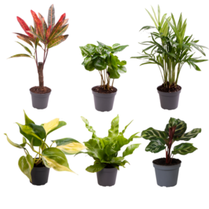 Baby planten verrassingsbox | Potmaat Ø6cm | Hoogte ↕5cm | 6x
